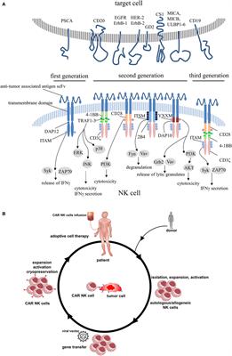 Redirected Primary Human Chimeric Antigen Receptor Natural Killer Cells As an “Off-the-Shelf Immunotherapy” for Improvement in Cancer Treatment